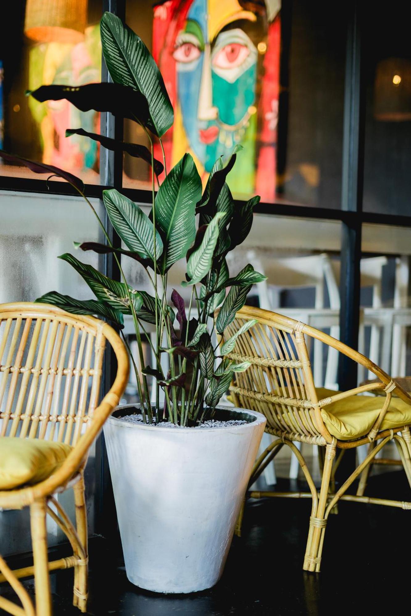 Sugar Hostel Weligama - Coliving & Coworking Eksteriør billede